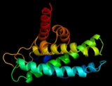 MicroRNAs können Proteine ​​zusätzlich zur Herunterregulierung der Proteinproduktion hochregulieren